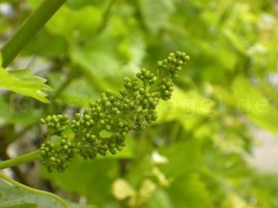 Obst-Wein-Blüten-DSCN3980