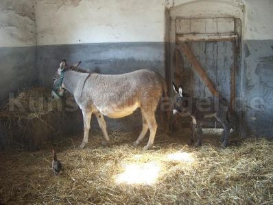 Tiere-Esel-Stall-HPIM0781