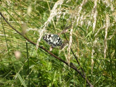 Tiere-Schmetterling-Gräser-DSCN8675